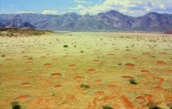 cracked:  What you’re looking at is a field of grass frequently interrupted by “fairy circles”, patches where nothing will grow. The circles range between 10 to 65 feet in diameter and go on for over a thousand miles. Scientists have been fascinated