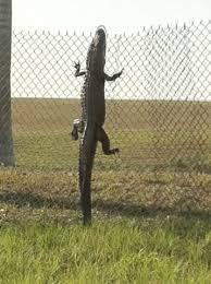 silverhawk:  silverhawk:  mdlksdfsd my fave thing is when ppl outside of florida ask “how do alligators even get in ur pools??? how do they get into ur yards???” alligators can climb fences. they do this a lot  @ the replies - absolutely alligators