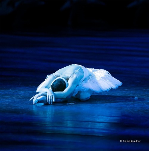 passioneperladanza:  English National Ballet in Swan Lake at the Royal Albert Hall. Alina Cojocaru  