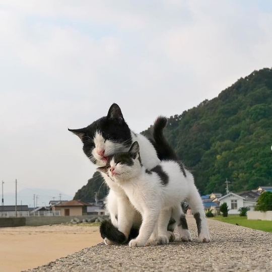 cat-lover-1001:  Love is precious 😍💖💖 