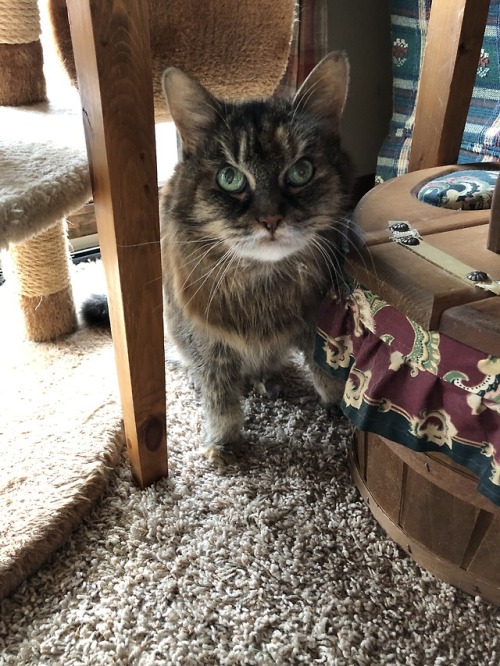 voiceofthetraveler:Everyone wish my cat Meowy a happy 18th birthday! She’s in great health and very 