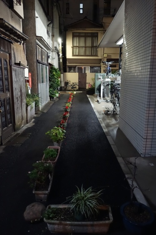 sixpackjp:  planters in line 