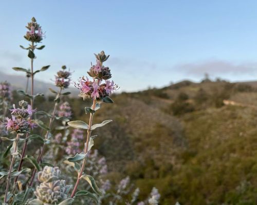 I had never found #SalviaLeucophylla in the wild before and the first time I ever did there were the