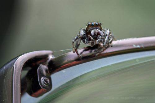 celestialmacros: Someone decided to hitch a ride.  That’s the hinge on my glasses. Bronze Jumping Sp