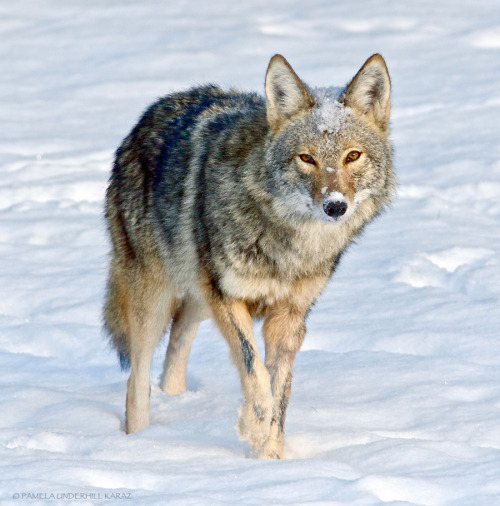 phalaenopfish:  catsbeaversandducks:  All This Coyote Needed Was A Toy “Yay!!!” Photos by ©Pamela Underhill Karaz - Via Mother Nature Network  I bought this toy for Cisco recently! 