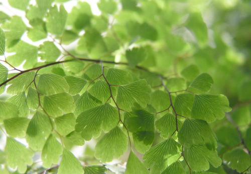 greenreblooming:Adiantum von Shigemi.JThe leaves look like folding fans. Delta Maidenhair (Adiantum 