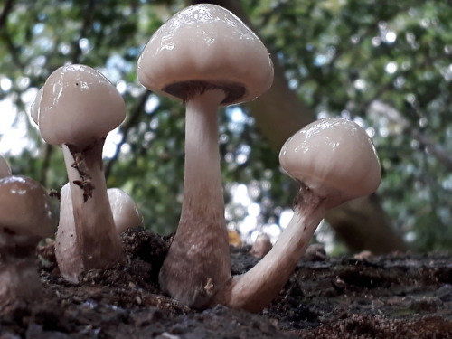 Barnet, London, UK, September 2018Porcelain mushroom (Oudemansiella mucida)This is a late find, as t