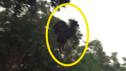sixpenceee:  New Photograph of the Jersey DevilThe New Jersey Devil is one of America’s most famous cryptids, and an astoundingly long-lived one at that – some of the best-known sightings of the Devil date back to 1909.One resident of the state says