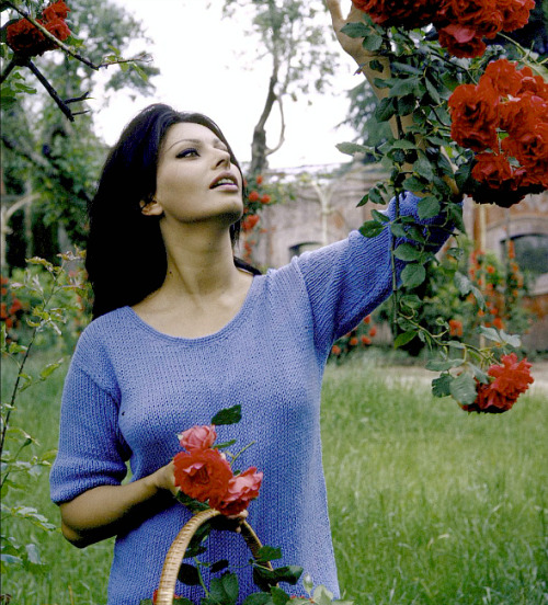 avagardners:  Sophia Loren photographed by Alfred Eisenstaedt, 1964.  