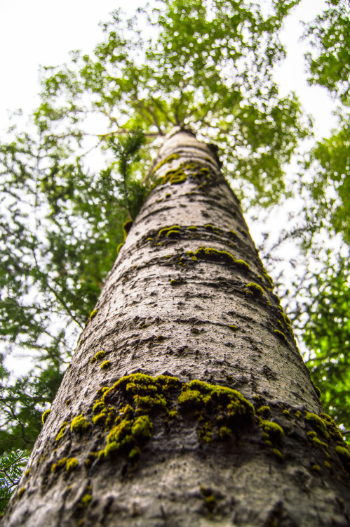 frozeninfire: Looking Up- Taken by Me Please don’t remove caption