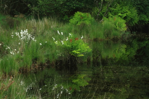 Pond with cottongrass and royal ferns by Mike Crowle