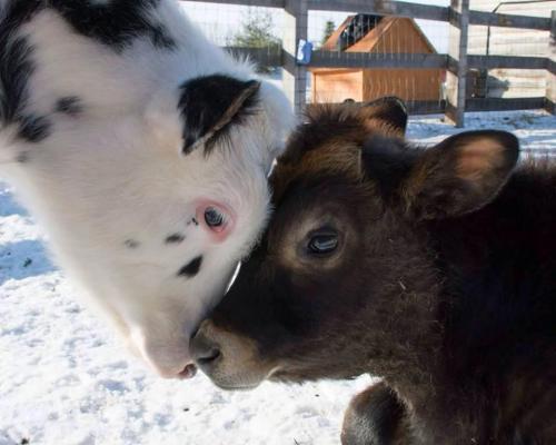 beastieandthebeasts:&ldquo;Here at Wishing Well Sanctuary, Bali &amp; Kai provide us with da