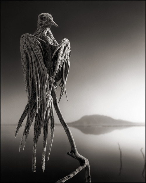 ludikat-lacat:  shefilmstheclouds:  Photographed by Nick Brandt “I unexpectedly found the creatures - all manner of birds and bats - washed up along the shoreline of Lake Natron in Northern Tanzania. No-one knows for certain exactly how they die,