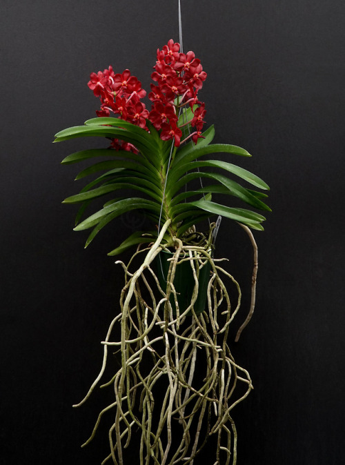 Vascostylis Roll On Red  {Hybrid}(Vanda Peggy Foo x Vasco. Crown Fox Red Gem)