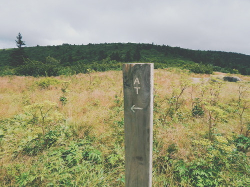 theevergreensoul: Roan Mountain, TN29 July 2017