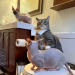 animyuls: