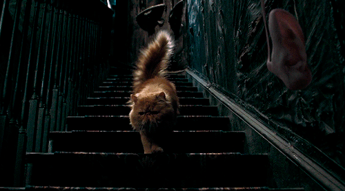 selinas:“’I DON’T CARE!’ Harry yelled at them, snatching up a lunascope and throwing it into the fir