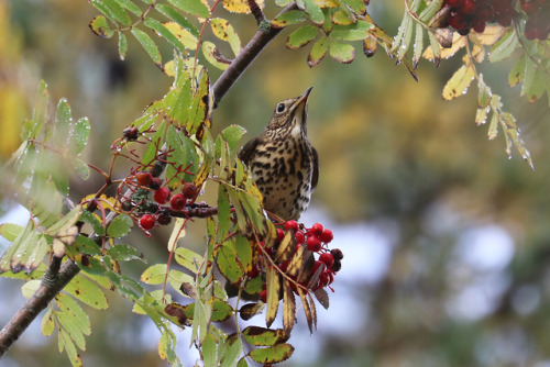 I’m not sure if this is a Mistle thrush/dubbeltrast or a Song thrush/taltrast. Anyone? He or she did