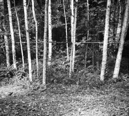 266 / 365 . six sticks (line through the trees) . 23september2017 #sculpture #foundobjects #balance 