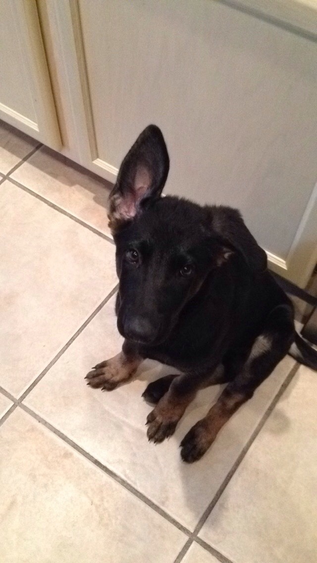 handsomedogs:  this is Penelope, my 3 month old German Shepherd. she’s still learning