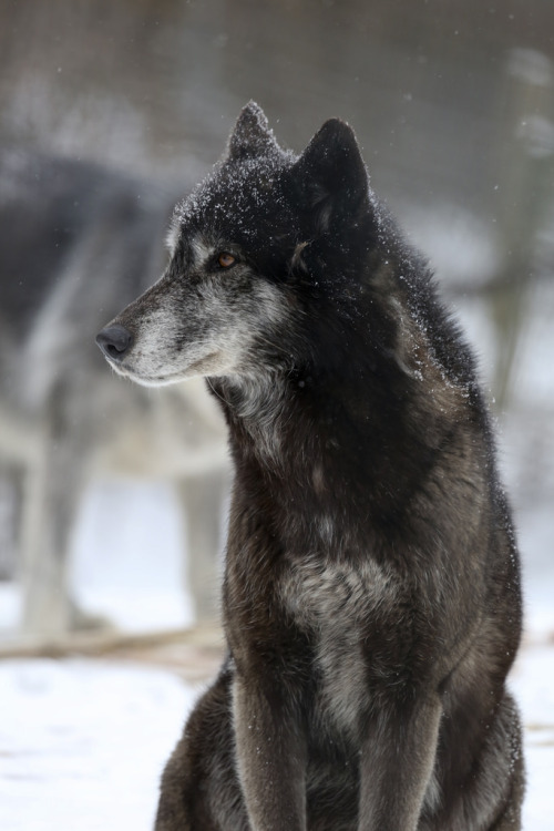 thatwanderinglonewolf:  SAS_0183 (by SSipple) adult photos