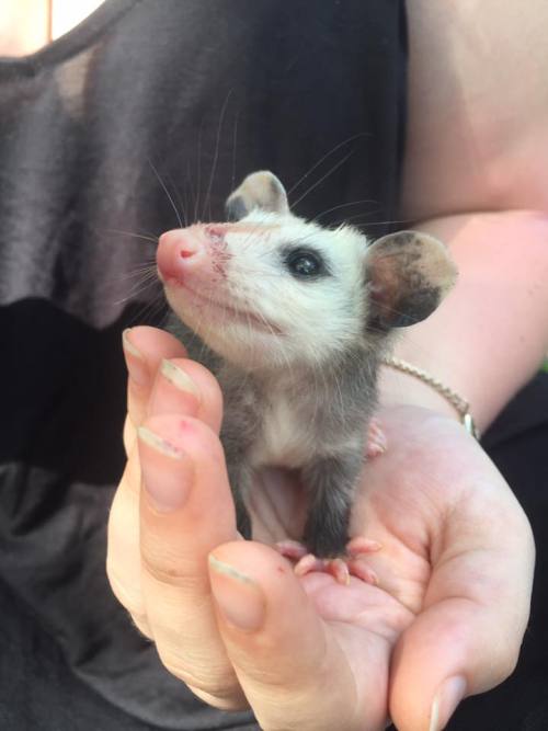 opossummypossum: devinleighbee: Today we rescued an orphaned baby opossum! We found her momma dead o