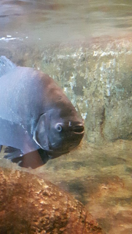 barduil:these pics I took today have so much meme potential
