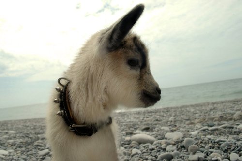 sweetappletea:babygoatsandfriends:izahbel:Pickles when she was a baby at the beach! ^_^aww, punk bab