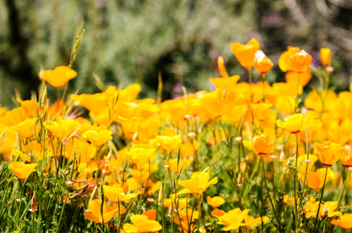 ne0nicecream:  (don’t pick the) california poppies Hwy 1 near Cambria, CA 