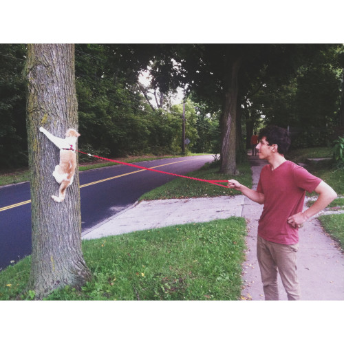 worldofthecutestcuties:I took my cat on his first walk yesterday