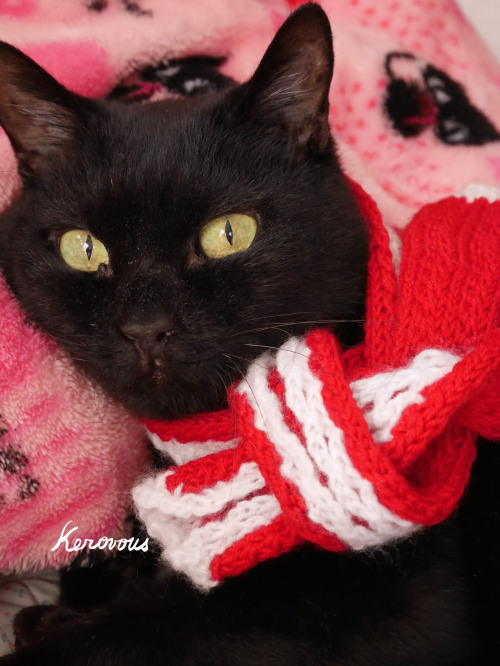 kerovous:Own picture : # 498,  My cat Fuku with my handmade winter scarf                December 202