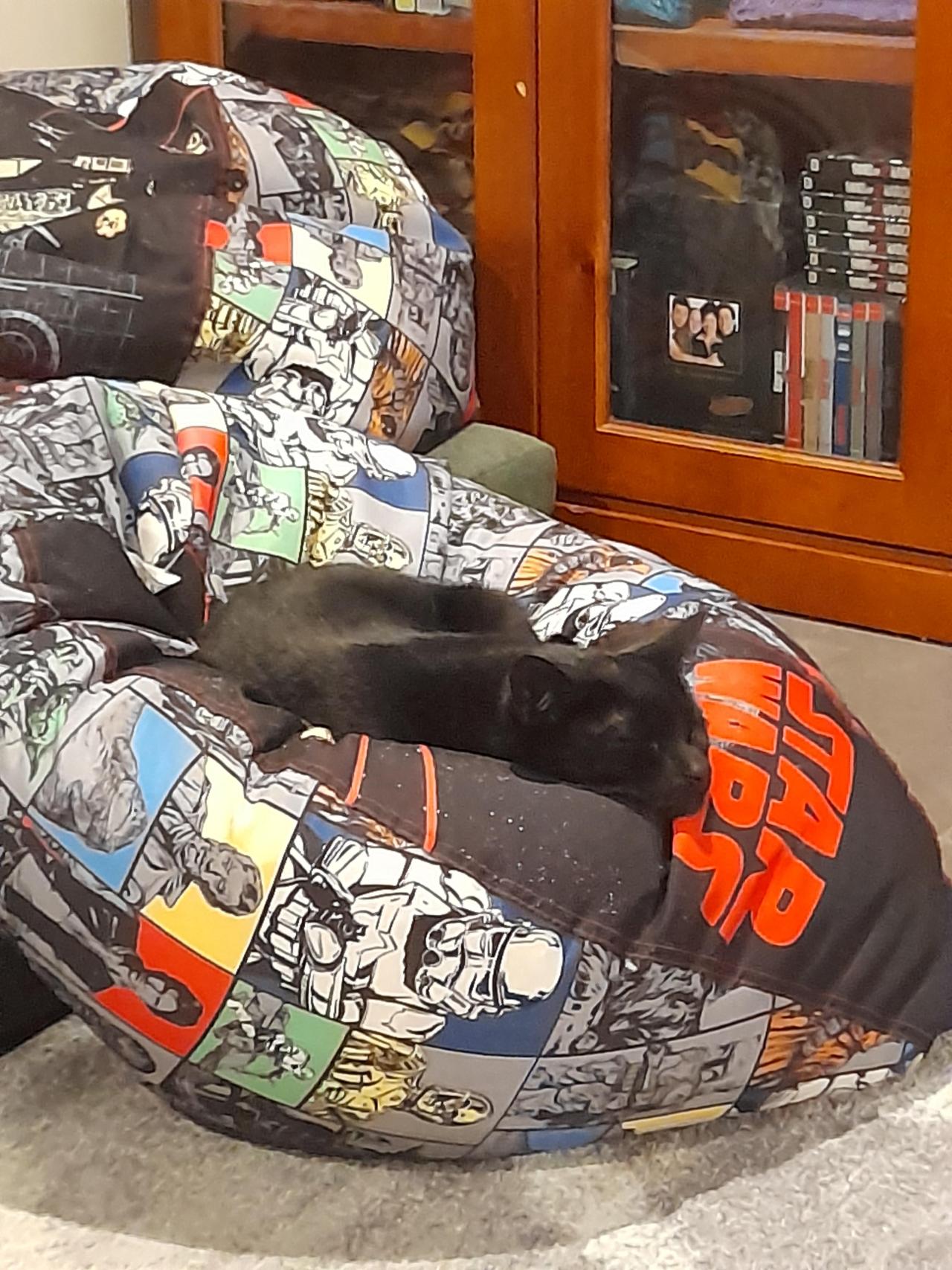 I bought the kids new beanbags but Dots has claimed one for himself #Cute#Sweet#Aww#awesome
