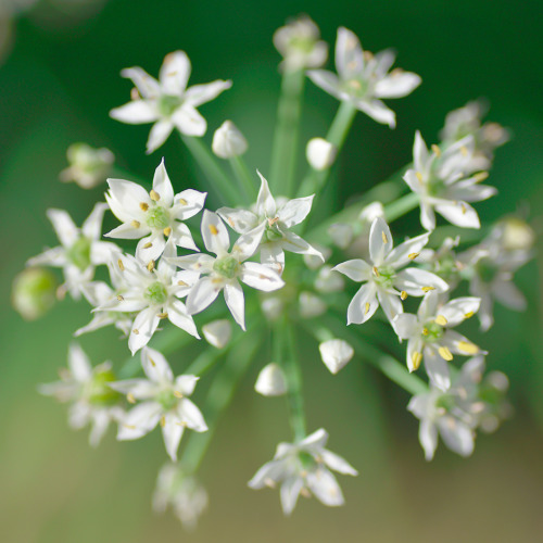 Oriental garlic flower 韮の花 &gt;  flickr Ver.