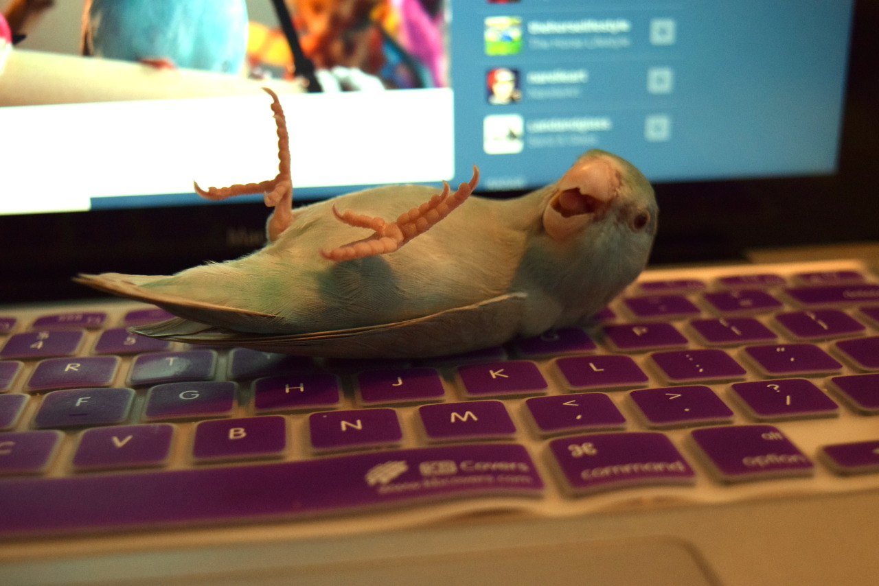 avianawareness:  thepacificparrotlet:  A+ bird blogging team I’ve got here, they’re