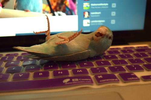 thepacificparrotlet: A+ bird blogging team I’ve got here, they’re clearly very hard work