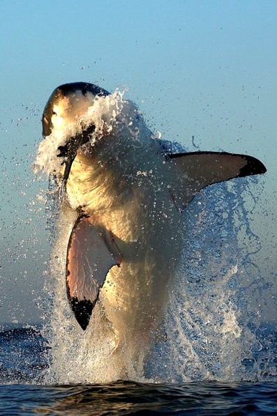 makxveli: White Shark Hunting by (Alfred Weissenegger)