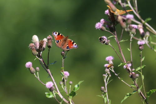 I always save thistles in my back garden as they are extremely popular amongst butterflies and other