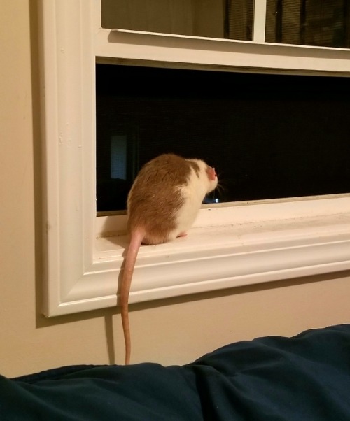 creepyscritches:creepyscritches:He likes looking out the window and sleeping on the sill Chillin