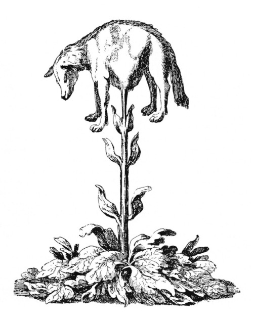 The Vegetable Lamb of Tartary: a legendary plant of Central Asia that grows sheep as fruit.