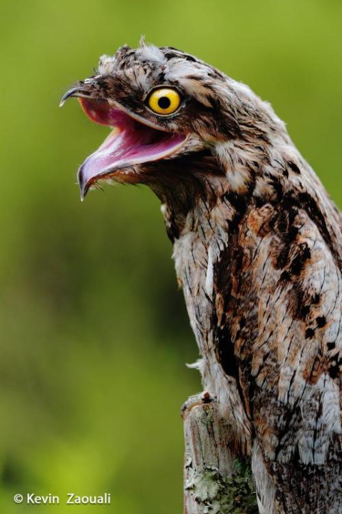 silverhawk:  silverhawk:  HEY HEY guys look at this fucking birdthis bird is called the potoo and despite its weird appearanceIT CAMOUFLAGES SUPER WELL???pls give this underappreciated bird species some notice bc damn no one knows how COOL these birds