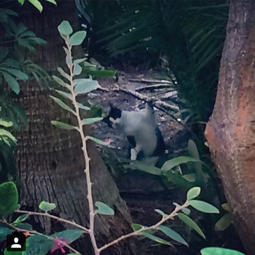 Paulette was caught doing something interesting in the bushes at the Disneyland Hotel! (x)