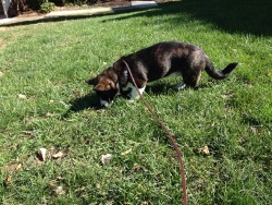 sweaterhound:  Someone had himself a good time rolling on the lawn this afternoon. Tomorrow he will be 5 months old!