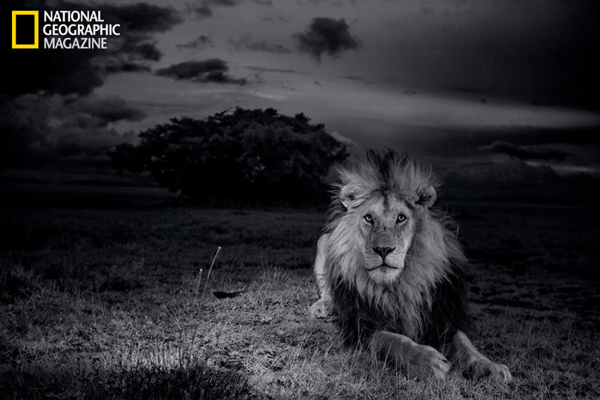Rare photos capture daily life of Serengeti lions
See the amazing photos.