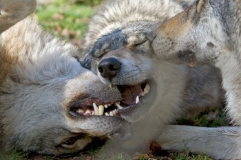 Porn Beautiful Wolves photos