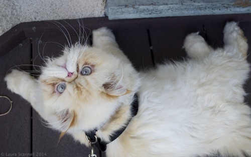 lucifurfluffypants: I want to go back inside.