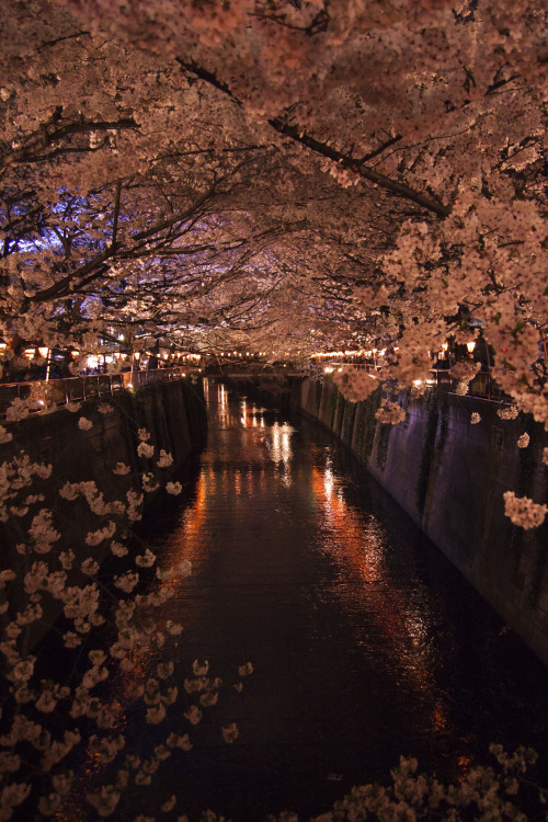 Japan: Sakura at Meguro River in TokyoBy : Francis Bijl(Do not remove credits)