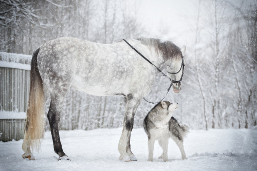 Friendship Between a Horse And a Malamute captured by Svetlana Pisareva 