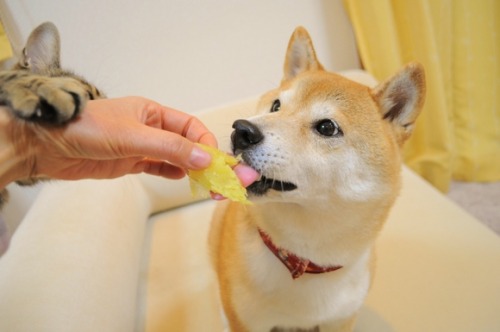 shiba inu