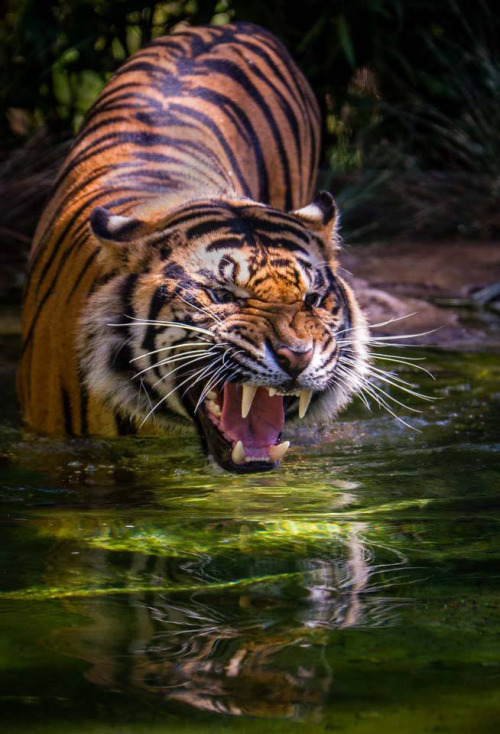 sdzsafaripark: SUMATRAN TIGER | by Mark Drawbridge