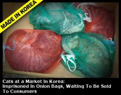 theveganhooligan:     clanarmstrong:  No words can express my horror…………. Korea - Cats at a Market: Imprisoned In Onion Bags, Waiting To Be Sold To Consumers *** Sign the petition:www.standbyanimals.com Counting to 1,000,000   